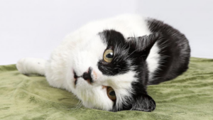 Mochi the senior cat poses on green blanket for Adopt a Senior Pet Month.