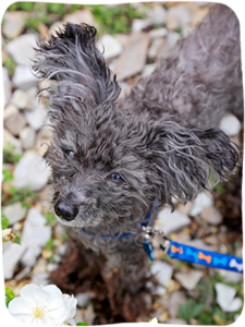 black mini poodle outside