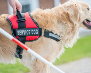 service dog