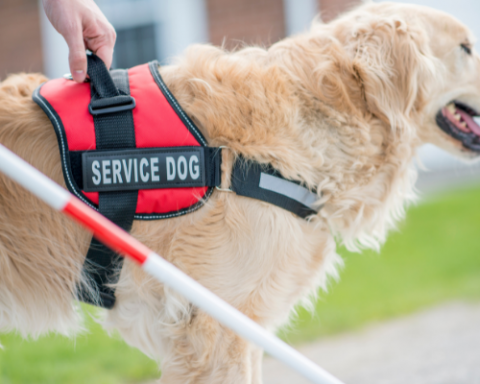 Service Animal Etiquette: Can I Pet that Dog?