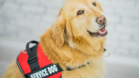 service dog