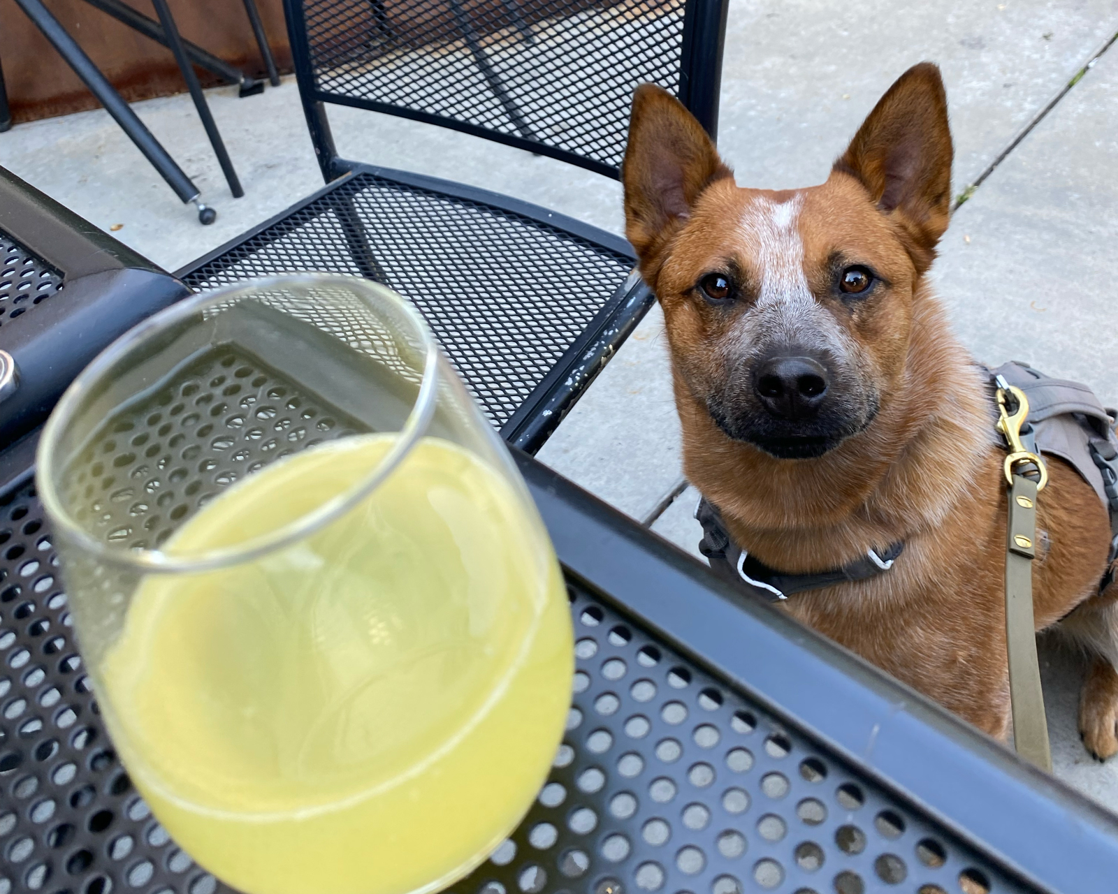 Dog-Friendly Restaurant Patios in SLC