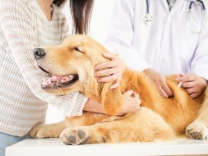 Golden Retriever at the vet