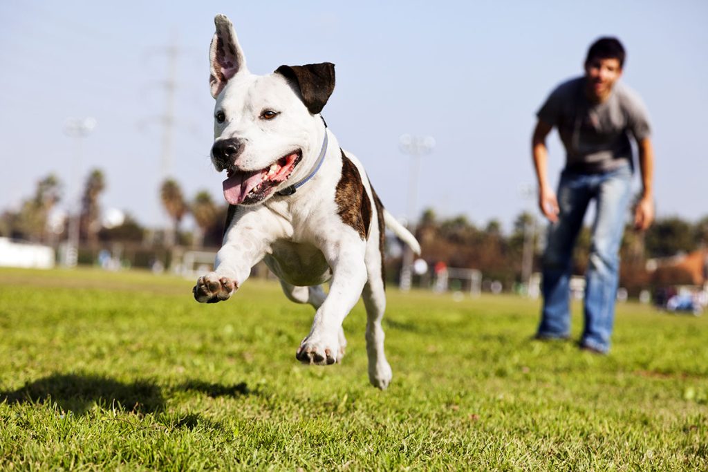 happy dog playing with his human