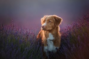 red dog in a lavender field