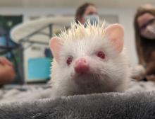 An albino hedgehog - education critters