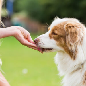 Tan and white dog takes a treat from a lady's hand while sitting outdoors in a green field.