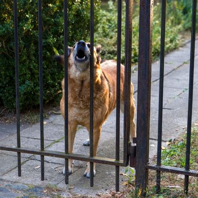 A tan barrier reactive dogs barks behind a black iron gate.