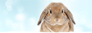 floppy eared lop rabbit with pearls