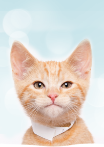 orange kitten with a silly look on his face