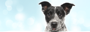 black and white cattle dog puppy with his tongue peaking out