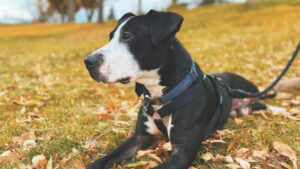Black and white shelter dog Domino sits on a leaf covered hill after being adopted.