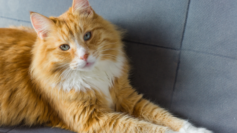 Understanding urinary tract issues in cats