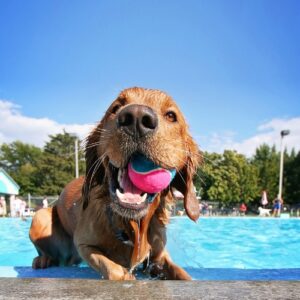 Golden Retriever plays in outdoor pool with pink ball in mouth.