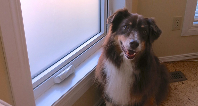 What Does Your Dog Do While You’re Working?